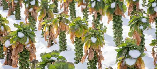 brussels sprouts in winter field with snow