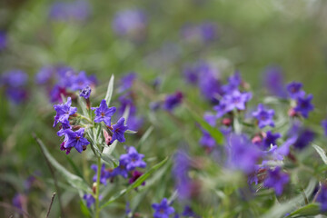 Blauroter Steinsame