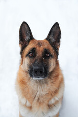 Walk with dog in fresh air. Portrait of shepherd dog on white background. Portrait of charming adult German Shepherd close up against background of white snow.