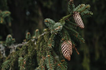 big cones on fir branches close up