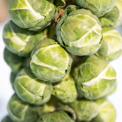 brussels sprouts on plant in closeup