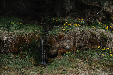 Obraz premium small waterfall, a trickle among moss and yellow spring flowers in the forest