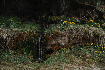 small waterfall, a trickle among moss and yellow spring flowers in the forest