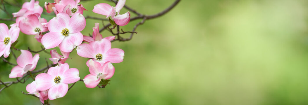 Spring pink flowers