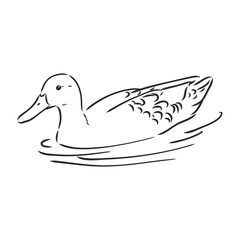 Hand drawn duck animal vector illustration. Sketch isolated on white background with pencil and label banner. duck, vector sketch on a white background