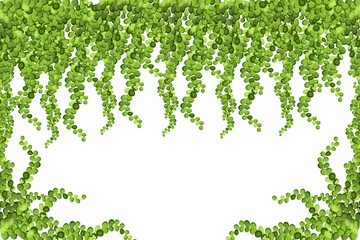 Green vine, liana or ivy hanging from above or climbing the wall.Decoration for garden or home.Template on white background.