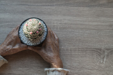 Elderly hands holding  cactus on desk