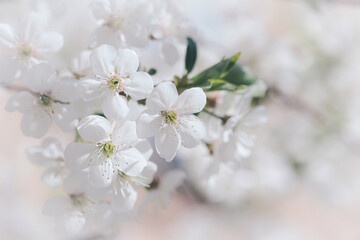 Fototapeta premium Blooming tree branch close up in a sunny day. Spring nature concept. Selective focus