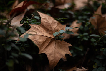 autunno