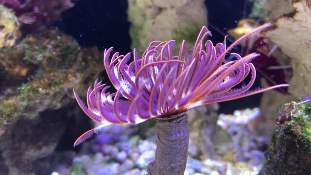 Ein Röhrenwurm, Kalkröhrenwurm im Aquarium