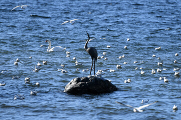 Seagulls at the Traunsee in Gmunden in winter (Salzkammergut, District Gmunden, Upper Austria,...