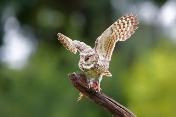 Burrowing Owl (Athene cunicularia) sitting on a branch eating from a blackbird in the Netherlands