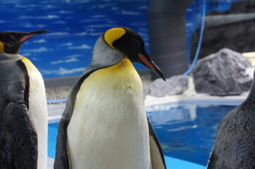 オウサマペンギン（越前松島水族館にて　福井県　坂井市　三国町）