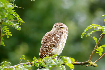 Burrowing Owl (Athene cunicularia) sitting on a branch in the Netherlands