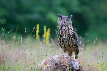 Eurasian Eagle-Owl (Bubo bubo) sitting on a red fox. Noord Brabant in the Netherlands with summer flowers in the  background