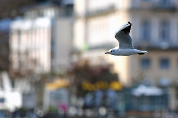Seagulls at the Traunsee in Gmunden in winter (Salzkammergut, District Gmunden, Upper Austria,...