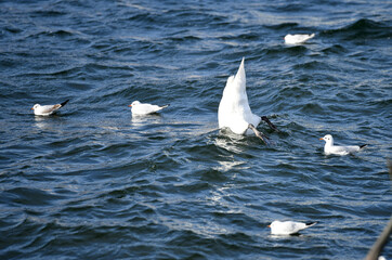 Seagulls at the Traunsee in Gmunden in winter (Salzkammergut, District Gmunden, Upper Austria,...