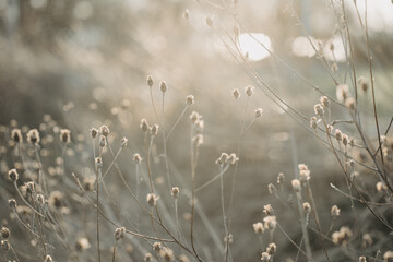 available light, lightning nature
