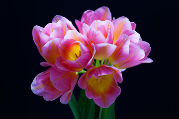 Obraz na płótnie Canvas lovely pink tulips on black background