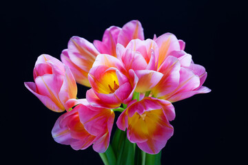 lovely pink tulips on black background