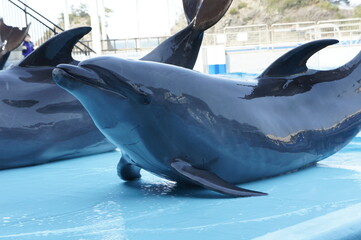 バンドウイルカ（越前松島水族館にて　福井県　坂井市　三国町）