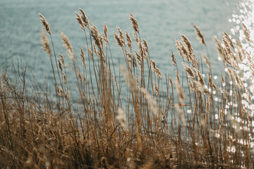pure nature, windy ocean