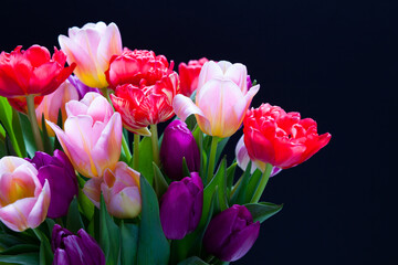 Fototapeta premium lovely colorful tulips on black background
