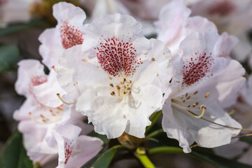 Obraz premium White rhododendron with purple and white splashes
