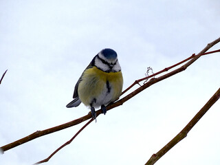 Blaumeise auf einem Zweig