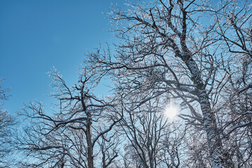 Fototapeta na wymiar Winter blue and white landscape with snow-covered tree branches and the sun.