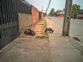 mascota perro comiendo basura de la calle, cuidado animal