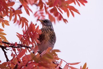 Fieldfare (Turdus pilaris) sitting on a rowan branch during autumn foliage