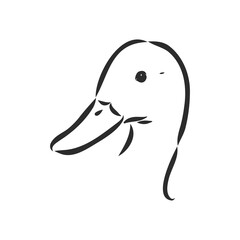 Hand drawn duck animal vector illustration. Sketch isolated on white background with pencil and label banner. duck, vector sketch on a white background