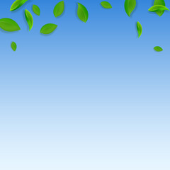 Falling green leaves. Fresh tea chaotic leaves fly