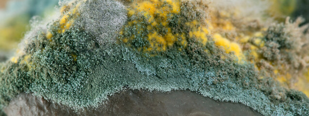 mold on pickled cucumbers, botulism bacteria. natural texture