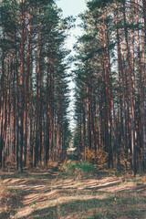 Obraz premium forest in the morning