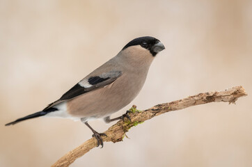 Fototapeta premium Eurasian bullfinch female ( Pyrrhula pyrrhula )
