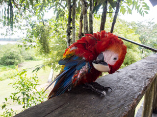 Scarlet Macaws, Amazonia