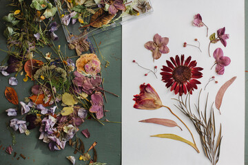 Herbarium of dried flowers. Composition on a sheet of paper. View from above