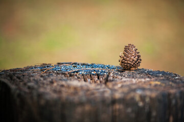 Pine cone on the wood