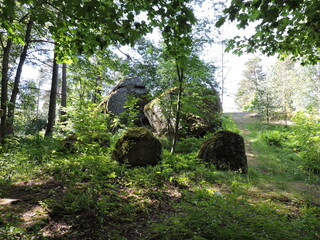 tree and rocks  in the forest