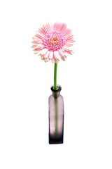 Gerbera, pink flower in glass vase, isolated on white backgrund.
