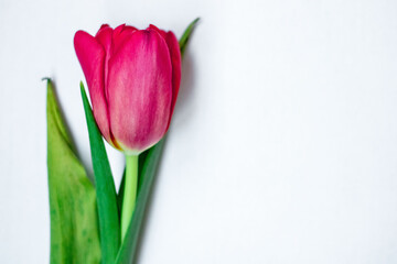Naklejka premium Pink tulip with green leaves on a white background