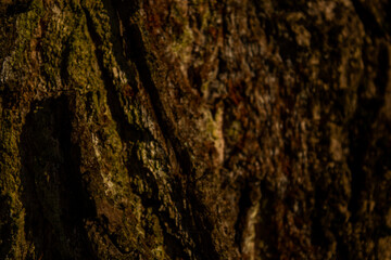 Bark trees in the forest on sunny day