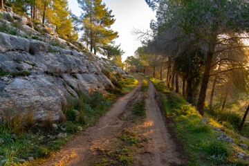 A Forest Path at Dawn