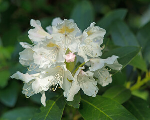 Wei&szlig;e Rhododendronbl&uuml;te