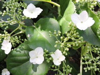 white flowers in the garden