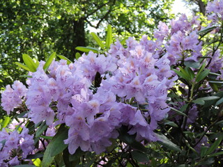 Violet rhododendron in summer Kotka, Finland