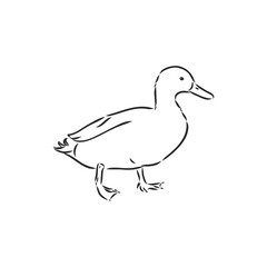 Hand drawn duck animal vector illustration. Sketch isolated on white background with pencil and label banner. duck, vector sketch on a white background
