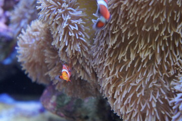 クマノミとイソギンチャク（越前松島水族館にて　福井県　坂井市　三国町）